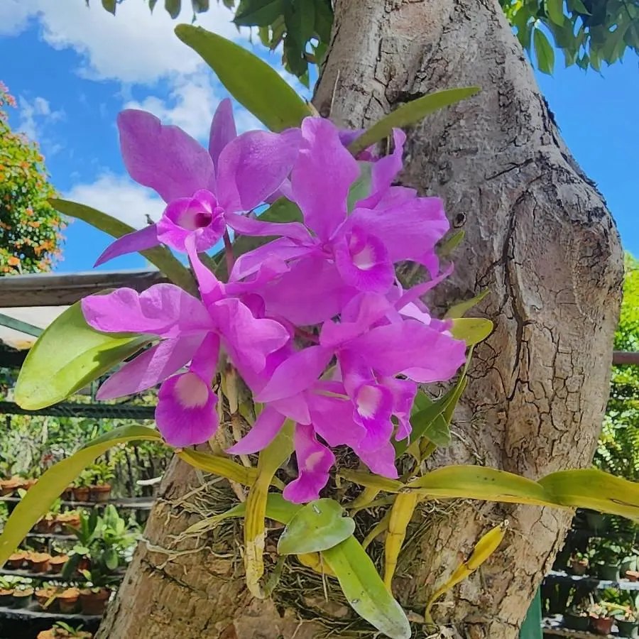 Orchid Cottage كينغستون 2*,
