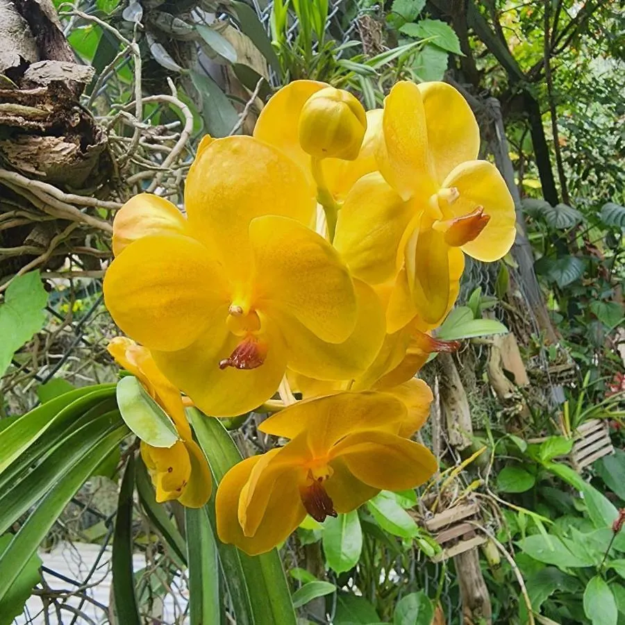 Orchid Cottage كينغستون بيت ضيافة