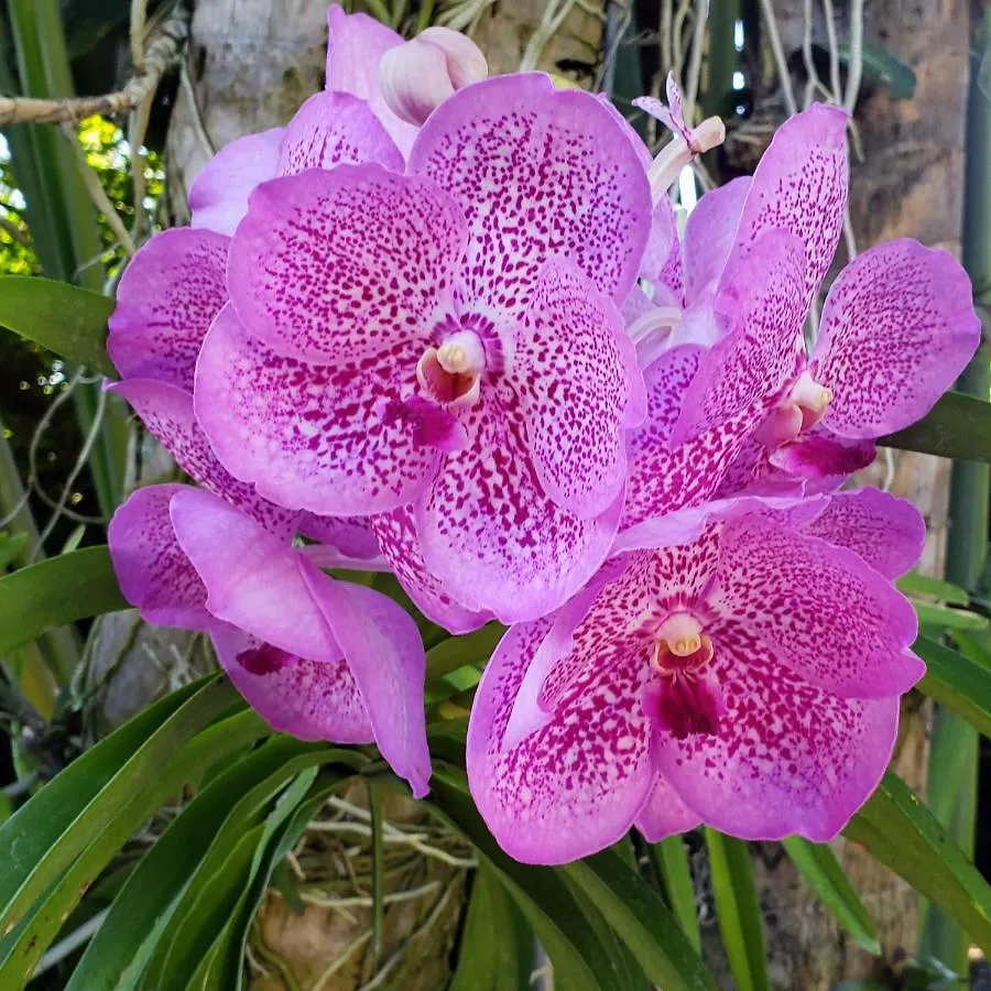 Orchid Cottage كينغستون