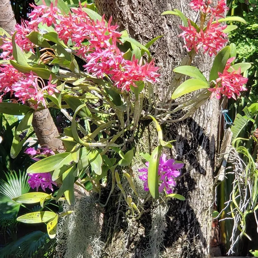 بيت ضيافة Orchid Cottage كينغستون