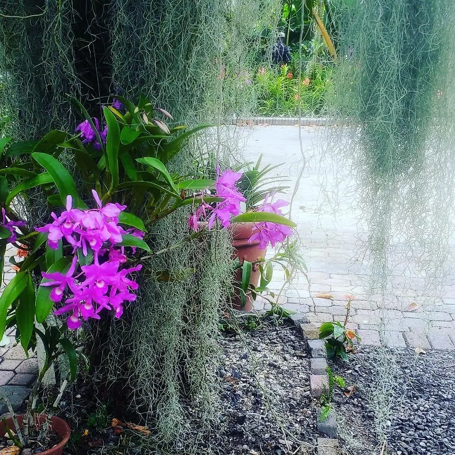 Orchid Cottage كينغستون جامايكا