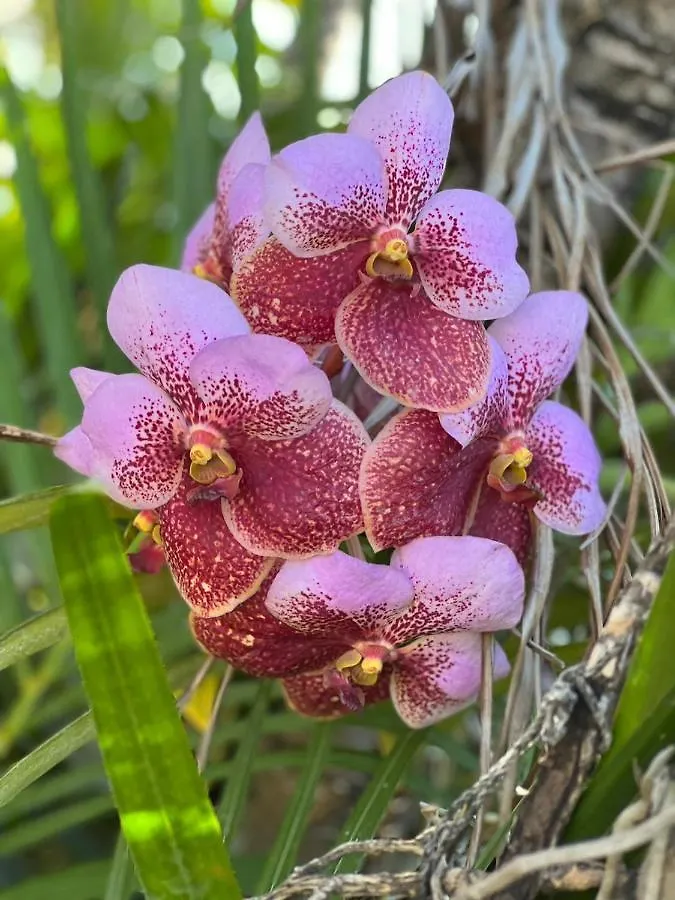 בית הארחה קינגסטון Orchid Cottage