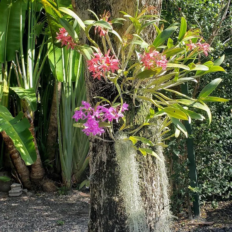 קינגסטון Orchid Cottage 2*,  ג'מייקה